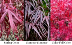 Pung Kil Japanese Maple - 3 Gallon Pot -OLALA Plant Shop acer palmatum pung kil japanese maple 4