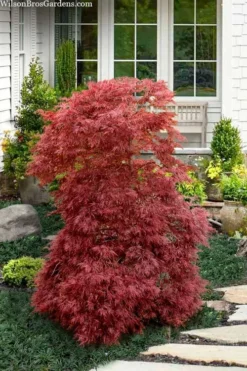 Red Filigree Lace Weeping Japanese Maple - 3 Gallon Pot -OLALA Plant Shop acer palmatum red filigree japanese maple 10 1