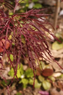 Red Filigree Lace Weeping Japanese Maple - 3 Gallon Pot -OLALA Plant Shop acer palmatum red filigree japanese maple 2
