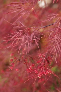 Red Filigree Lace Weeping Japanese Maple - 3 Gallon Pot -OLALA Plant Shop acer palmatum red filigree japanese maple 4