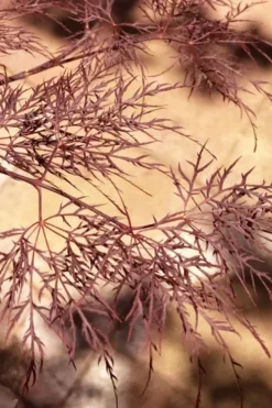 Red Filigree Lace Weeping Japanese Maple - 3 Gallon Pot -OLALA Plant Shop acer palmatum red filigree japanese maple 5