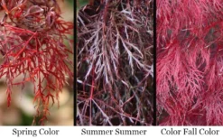 Red Filigree Lace Weeping Japanese Maple - 3 Gallon Pot -OLALA Plant Shop acer palmatum red filigree japanese maple 7