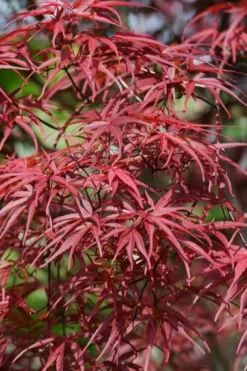 Red Pygmy Japanese Maple - 3 Gallon Pot -OLALA Plant Shop acer palmatum red pygmy japanese maple 10 1
