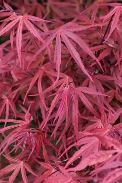 Red Pygmy Japanese Maple - 2 Gallon Pot -OLALA Plant Shop acer palmatum red pygmy japanese maple 2