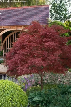 Red Pygmy Japanese Maple - 2 Gallon Pot