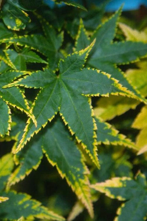 Sagara Nishiki Japanese Maple - 2 Gallon Pot 1 Sagara Nishiki Japanese Maple - 2 Gallon Pot