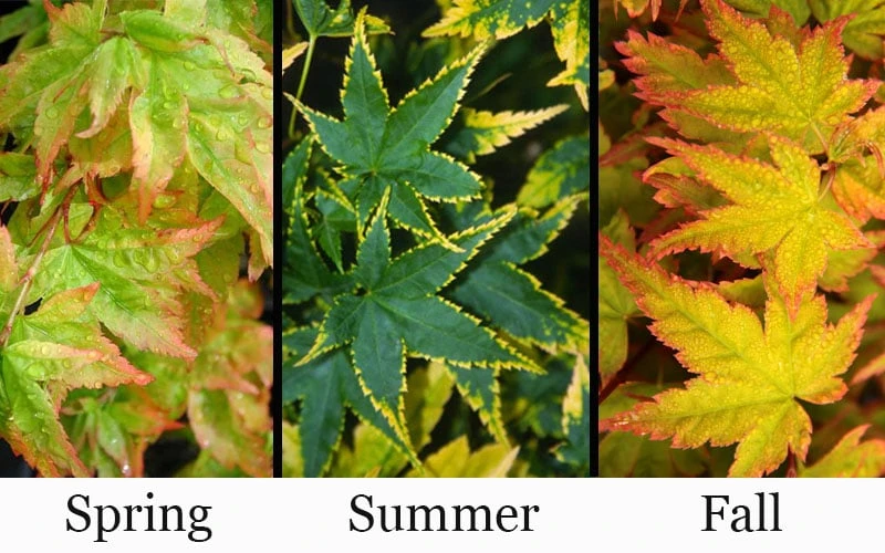 Sagara Nishiki Japanese Maple - 2 Gallon Pot 4 Sagara Nishiki Japanese Maple - 2 Gallon Pot - Image 4