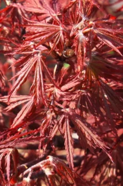 Scarlet Princess Dwarf Japanese Maple - 3 Gallon Pot 9 Scarlet Princess Dwarf Japanese Maple - 3 Gallon Pot -OLALA Plant Shop acer palmatum scarlet princess 3