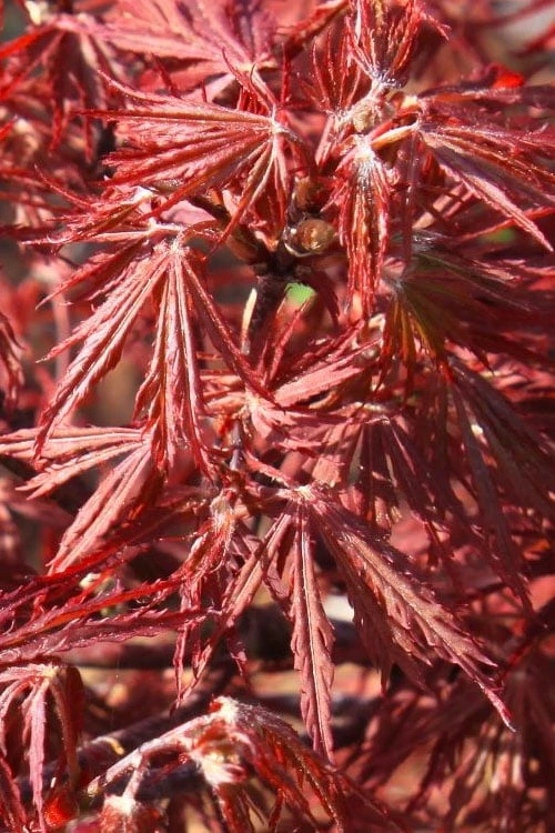 Scarlet Princess Dwarf Japanese Maple - 3 Gallon Pot 5 Scarlet Princess Dwarf Japanese Maple - 3 Gallon Pot - Image 5