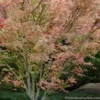 Beni Schichihenge Japanese Maple - 5 Gallon Pot
