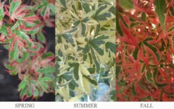 Beni Schichihenge Japanese Maple - 5 Gallon Pot 9 Beni Schichihenge Japanese Maple - 5 Gallon Pot -OLALA Plant Shop acer palmatum schichihenge japanese maple 3