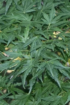 Seiun Kaku Japanese Maple - 3 Gallon Pot -OLALA Plant Shop acer palmatum seiun kaku japanese maple 11