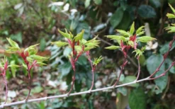 Seiun Kaku Japanese Maple - 3 Gallon Pot -OLALA Plant Shop acer palmatum seiun kaku japanese maple 3