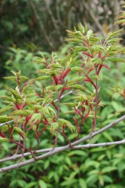 Seiun Kaku Japanese Maple - 3 Gallon Pot -OLALA Plant Shop acer palmatum seiun kaku japanese maple 4