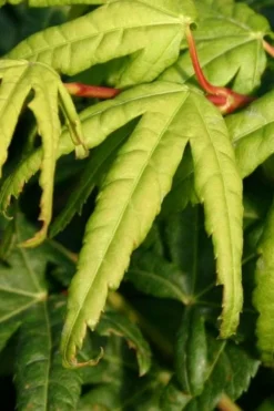 Seiun Kaku Japanese Maple - 3 Gallon Pot -OLALA Plant Shop acer palmatum seiun kaku japanese maple 6