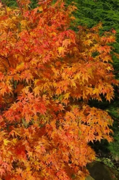 Sekka Yatsubusa Japanese Maple - 3 Gallon Pot -OLALA Plant Shop acer palmatum sekka yatsubusa japanese maple 3