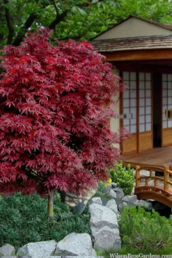 Shaina Dwarf Red Japanese Maple - 5 Gallon Pot -OLALA Plant Shop acer palmatum shaina japanese maple 11 2