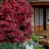 Shaina Dwarf Red Japanese Maple (Single Trunk / Standard) - 5 Gallon Pot