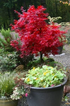 Shaina Dwarf Red Japanese Maple (Single Trunk / Standard) - 5 Gallon Pot -OLALA Plant Shop acer palmatum shaina japanese maple 12 3