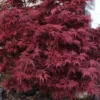 Shaina Dwarf Red Japanese Maple - 5 Gallon Pot