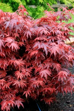 Shaina Dwarf Red Japanese Maple - 3 Gallon Pot -OLALA Plant Shop acer palmatum shaina japanese maple 7 1