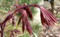 Trompenburg Japanese Maple - 5 Gallon Pot -OLALA Plant Shop acer palmatum shirasawanum trompenburg japanese maple 1