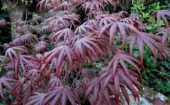 Trompenburg Japanese Maple - 5 Gallon Pot -OLALA Plant Shop acer palmatum shirasawanum trompenburg japanese maple 2