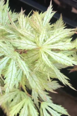 Sister Ghost Japanese Maple - 3 Gallon Pot (4-5') -OLALA Plant Shop acer palmatum sister ghost japanese maple 12