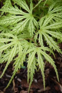 Sister Ghost Japanese Maple - 3 Gallon Pot (4-5') -OLALA Plant Shop acer palmatum sister ghost japanese maple 14