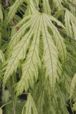 Sister Ghost Japanese Maple - 3 Gallon Pot (4-5') -OLALA Plant Shop acer palmatum sister ghost japanese maple 2