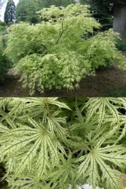 Sister Ghost Japanese Maple - 3 Gallon Pot (4-5') -OLALA Plant Shop acer palmatum sister ghost japanese maple 5