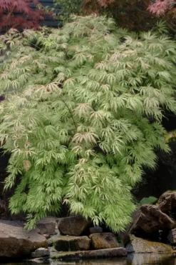 Sister Ghost Japanese Maple - 3 Gallon Pot (4-5') -OLALA Plant Shop acer palmatum sister ghost japanese maple 8