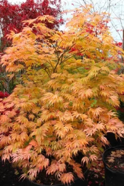 Sister Ghost Japanese Maple - 3 Gallon Pot (4-5') -OLALA Plant Shop acer palmatum sister ghost japanese maple 9