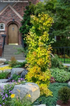 Skyscraper Columnar Japanese Maple - 1 Gallon Pot -OLALA Plant Shop acer palmatum skyscraper japanese maple 4
