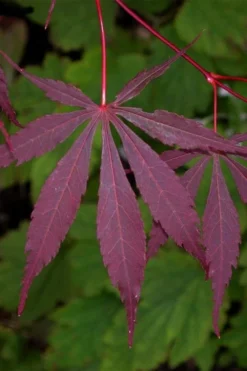 Suminagashi Red Leaf Japanese Maple - 5 Gallon Pot 9 Suminagashi Red Leaf Japanese Maple - 5 Gallon Pot -OLALA Plant Shop acer palmatum suminagashi japanese maple 4
