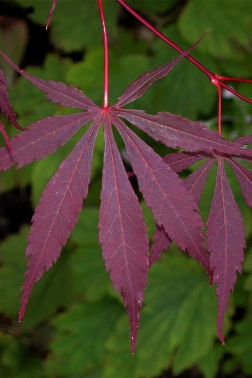 Suminagashi Red Leaf Japanese Maple - 5 Gallon Pot 4 Suminagashi Red Leaf Japanese Maple - 5 Gallon Pot - Image 4