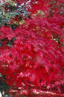 Suminagashi Red Leaf Japanese Maple - 5 Gallon Pot 10 Suminagashi Red Leaf Japanese Maple - 5 Gallon Pot -OLALA Plant Shop acer palmatum suminagashi japanese maple 5