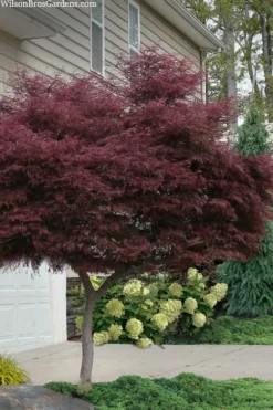 Tamukeyama Dwarf Red Japanese Maple - 1 Gallon Pot - High Grafted Tree Form 15 Tamukeyama Dwarf Red Japanese Maple - 1 Gallon Pot - High Grafted Tree Form -OLALA Plant Shop acer palmatum tamukeyama japanese maple high graft 2