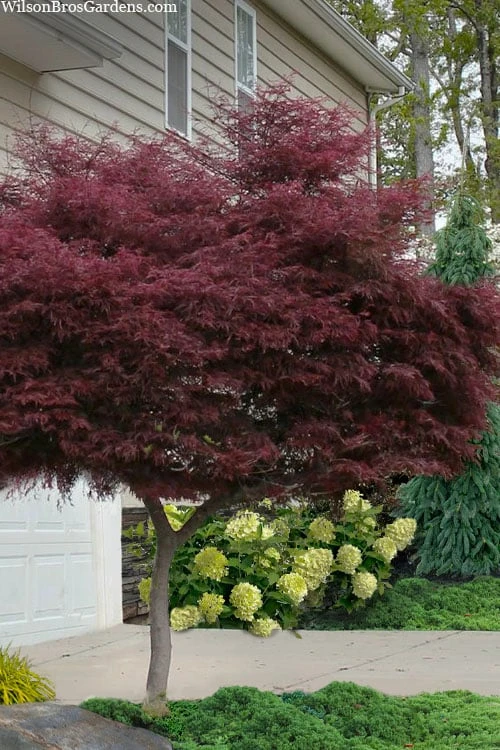 Tamukeyama Dwarf Red Japanese Maple (High Graft Tree Form)- 3 Gallon Pot 1 Tamukeyama Dwarf Red Japanese Maple (High Graft Tree Form)- 3 Gallon Pot