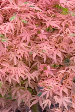 Taylor Pink Japanese Maple - 3 Gallon Pot -OLALA Plant Shop acer palmatum taylors pink japanese maple 7