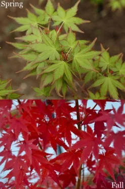 Tsukasa Silhouette Japanese Maple - 3 Gallon Pot (3-3.5') -OLALA Plant Shop acer palmatum tsukasa silhouette 2