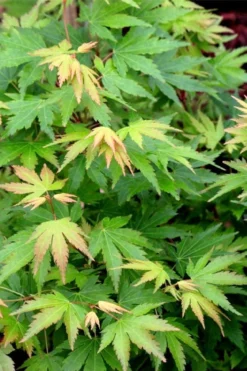 Twinkles Dwarf Coral Bark Japanese Maple - 3 Gallon Pot 15 Twinkles Dwarf Coral Bark Japanese Maple - 3 Gallon Pot -OLALA Plant Shop acer palmatum twinkles coral bark japanese maple 10