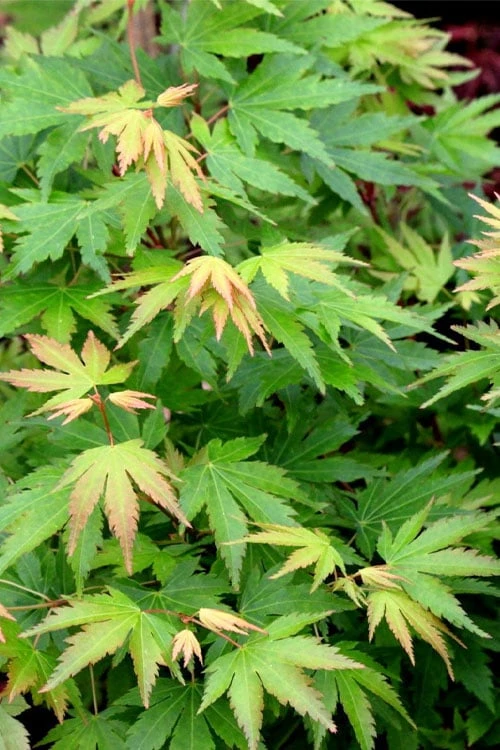 Twinkles Dwarf Coral Bark Japanese Maple - 3 Gallon Pot 6 Twinkles Dwarf Coral Bark Japanese Maple - 3 Gallon Pot - Image 6
