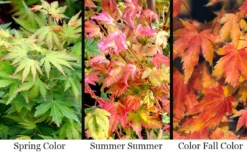 Twinkles Dwarf Coral Bark Japanese Maple - 3 Gallon Pot 13 Twinkles Dwarf Coral Bark Japanese Maple - 3 Gallon Pot -OLALA Plant Shop acer palmatum twinkles coral bark japanese maple 11