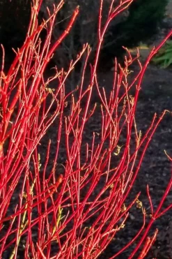 Twinkles Dwarf Coral Bark Japanese Maple - 3 Gallon Pot 17 Twinkles Dwarf Coral Bark Japanese Maple - 3 Gallon Pot -OLALA Plant Shop acer palmatum twinkles coral bark japanese maple 2