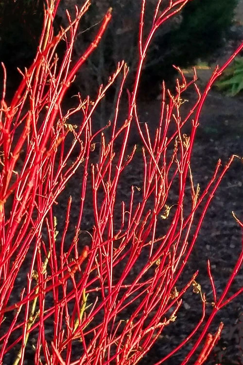 Twinkles Dwarf Coral Bark Japanese Maple - 3 Gallon Pot 8 Twinkles Dwarf Coral Bark Japanese Maple - 3 Gallon Pot - Image 8