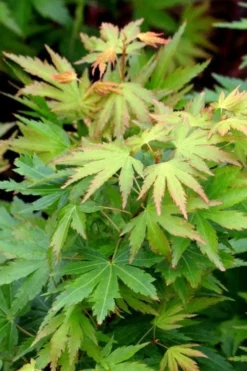 Twinkles Dwarf Coral Bark Japanese Maple - 3 Gallon Pot 18 Twinkles Dwarf Coral Bark Japanese Maple - 3 Gallon Pot -OLALA Plant Shop acer palmatum twinkles coral bark japanese maple 8