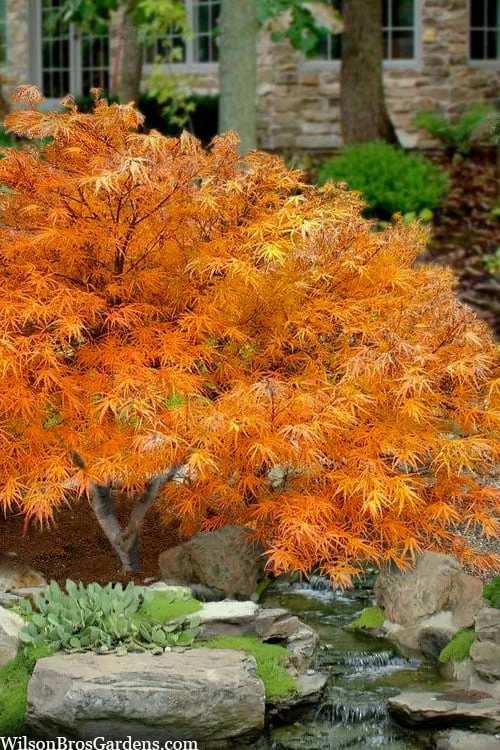 Villa Taranto Japanese Maple - 5 Gallon Pot 1 Villa Taranto Japanese Maple - 5 Gallon Pot