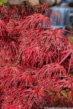Villa Taranto Japanese Maple - 5 Gallon Pot 16 Villa Taranto Japanese Maple - 5 Gallon Pot -OLALA Plant Shop acer palmatum villa taranto japanese maple 4