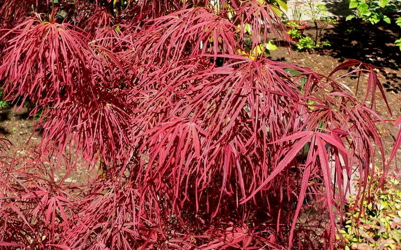 Villa Taranto Japanese Maple - 5 Gallon Pot 7 Villa Taranto Japanese Maple - 5 Gallon Pot - Image 7